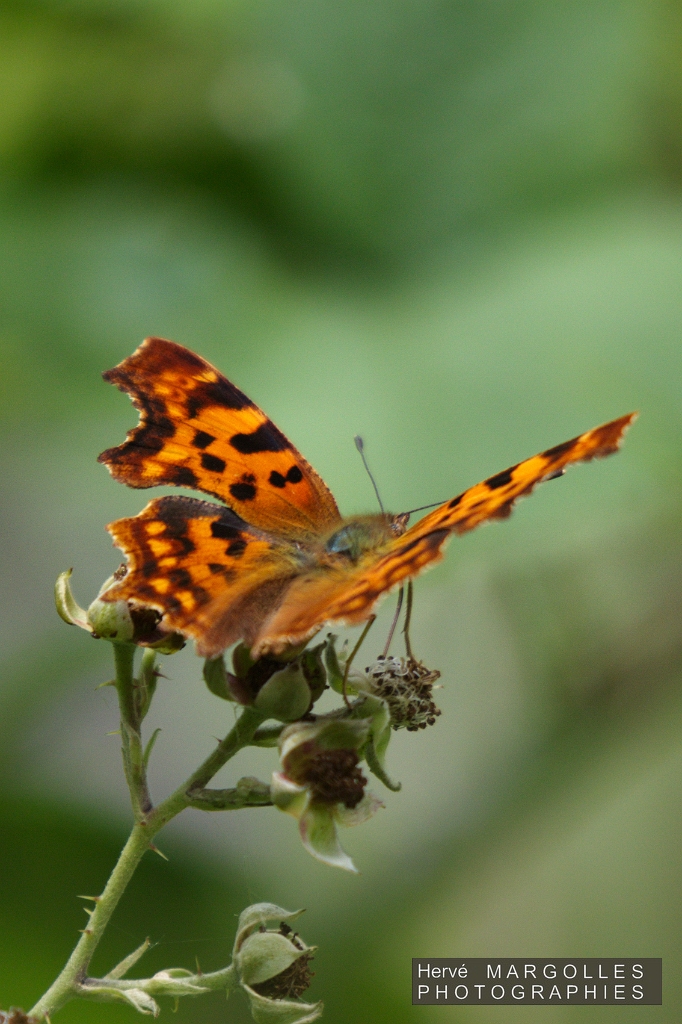 Papillon_Polygone a taches vertes.jpg
